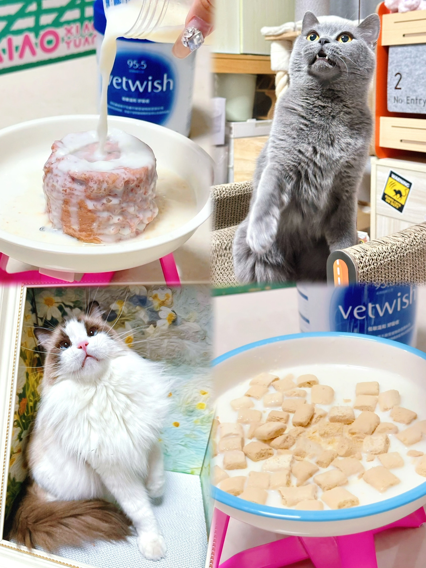 我家挑食猫终于肯吃饭了！