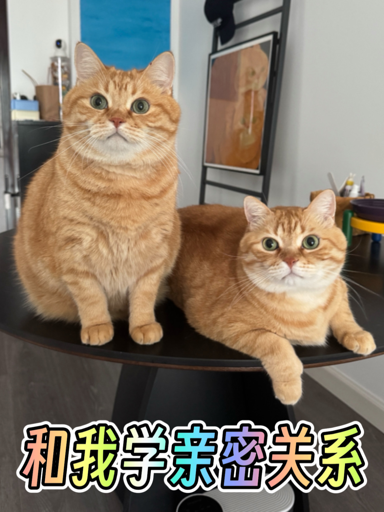 小猫是最佳亲密关系陪练员