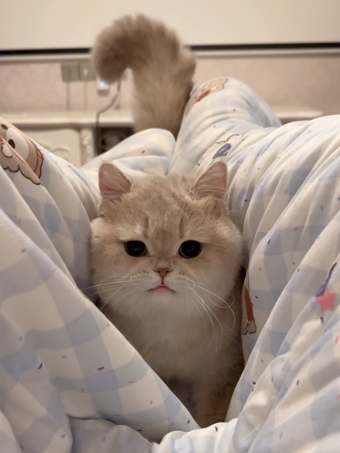 怎么会有被夹还不跑的小猪咪！