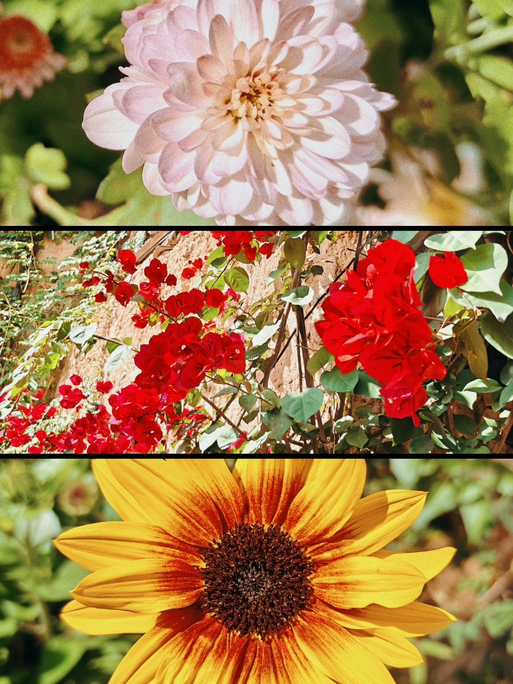 在阳光灿烂的日子里，欣赏一朵花花