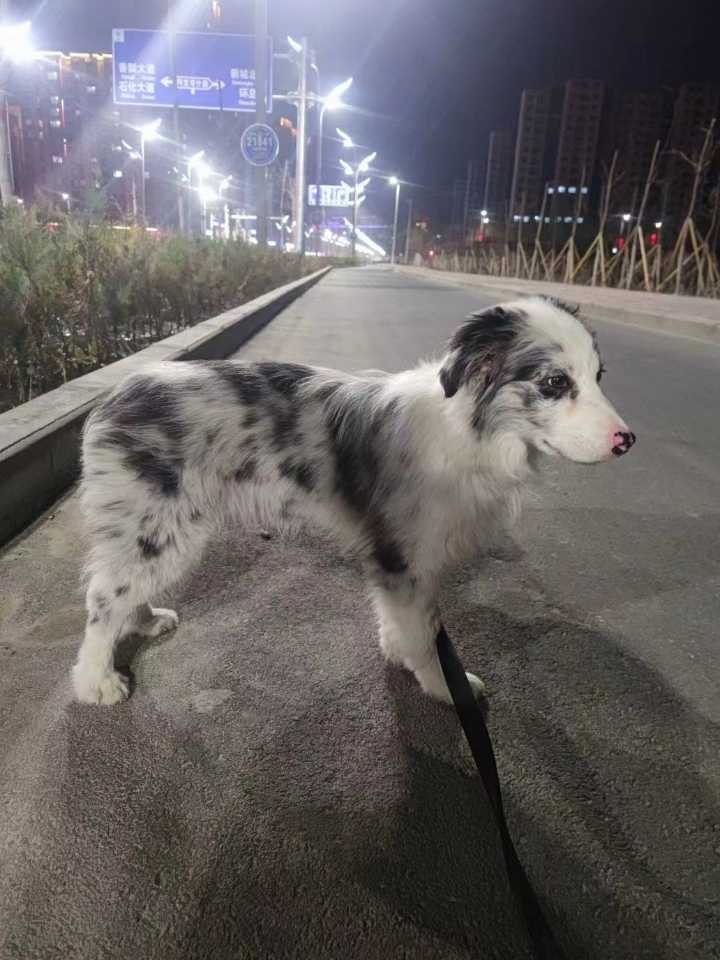 我家狗狗是个小泰迪，前期偶尔发病时还可以上下楼梯，来迎接人，后期直接趴着不理人，精神食欲下降，躲沙发底下，尿尿不爱出来直接尿在呆着的地方，也不迎接人了，我们家狗子偶尔还能走两步，见过夸张的网上病例可能一步也走不了。 还有的狗子神经炎是两条后腿，发病也急，直接瘫痪的。。。主要原因应该还是缺乏b1，b12。诱因可能是受惊，受凉，病毒感染，我们家狗子之前剃毛，怀疑可能受凉导致神经受损了。。 - 关于用药...