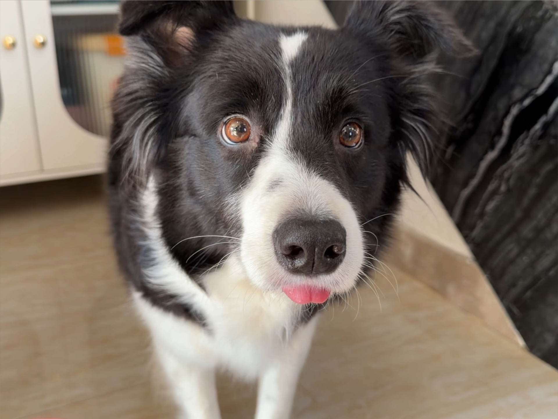 小狗：今天是什么招式