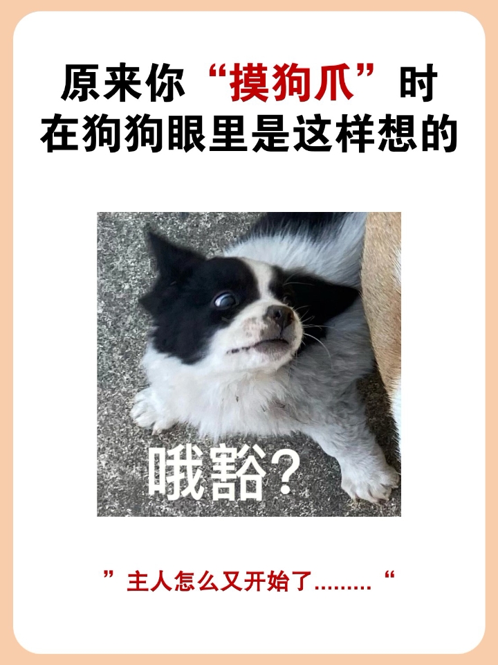 我家狗狗8岁8个春夏秋冬2900多个日日夜夜，可以说比亲人还亲，上周的一个早上吃完早饭以后，玩了一会就吐了点没消化的冻干，但是精神状态还是很不错的，带着出去遛弯的时候可能是被大车鸣笛给吓到了，回到家以后就很没有精神的躺在窝里面。  吃了医 生开的药，狗狗还是没有啥精神，而且变的很胆小，每当我想抱起它的时候一碰就发出害怕的叫声，硬抱出围栏，他就慢悠悠的走到桌子底下趴下，或者躲到阳台角落里，食欲和喝水...