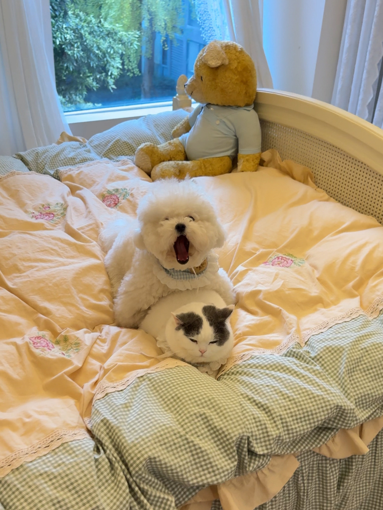 谁懂！这一刻猫狗一起养的幸福感达到了巅峰