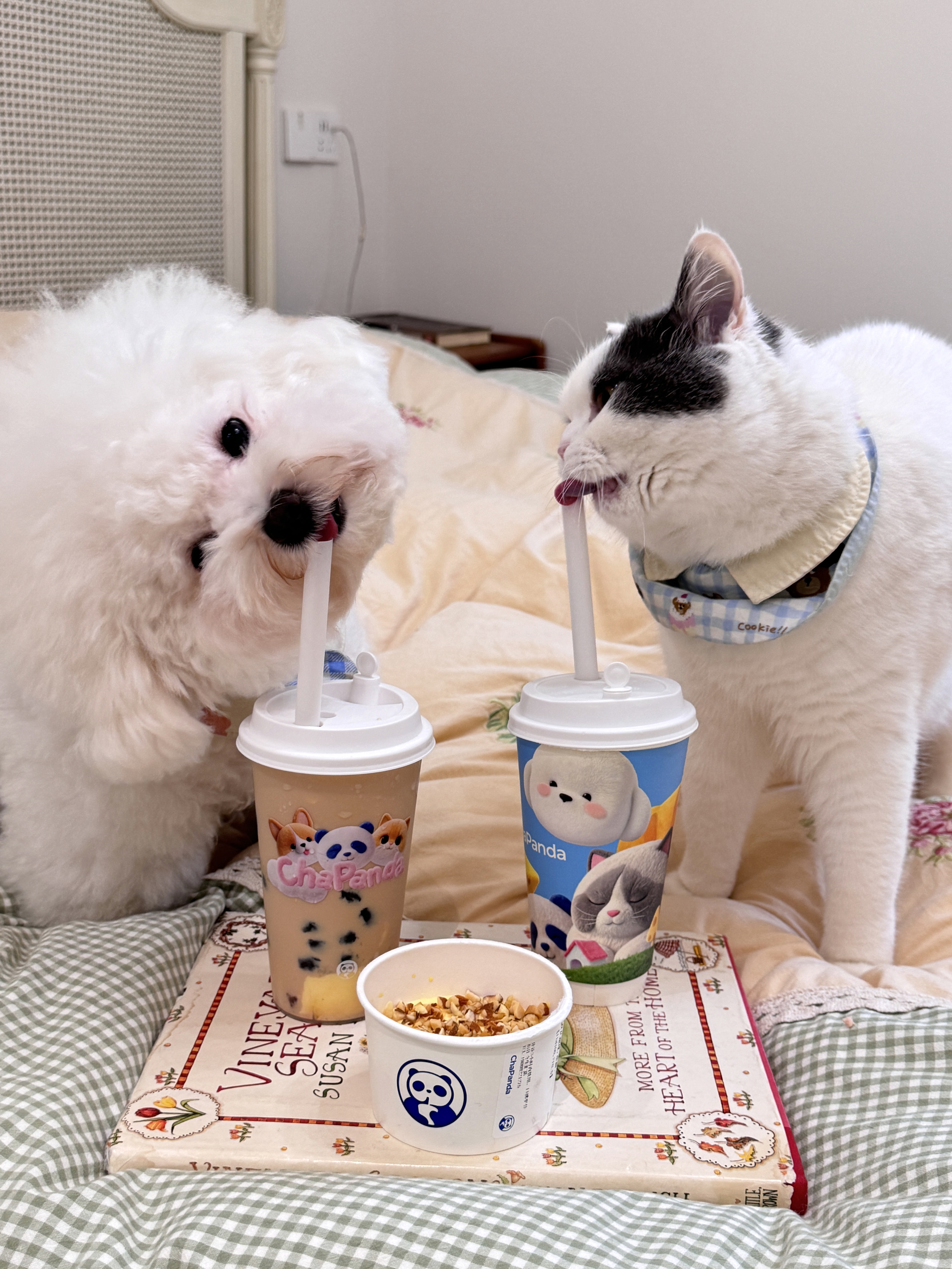 报告 有两只小猪偷喝麻麻的蛋糕奶茶🐈🐶