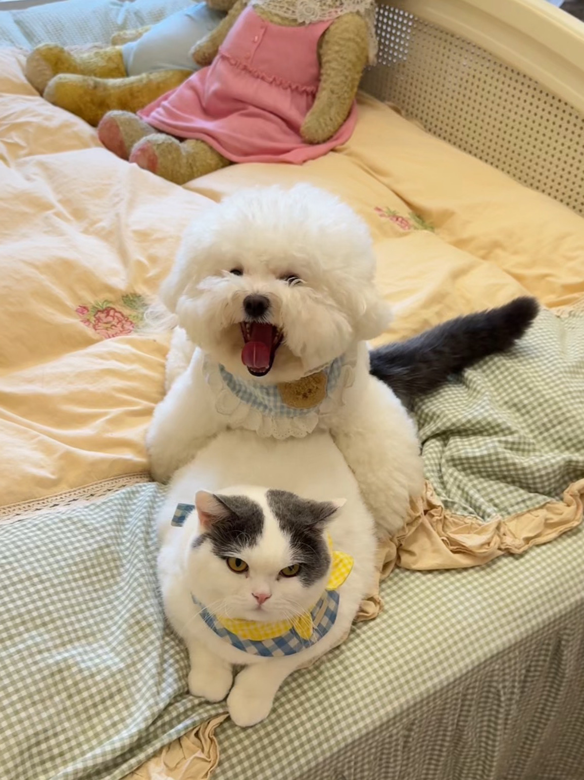 他俩也不上班，天天在家玩叠叠乐！可怎么办啊