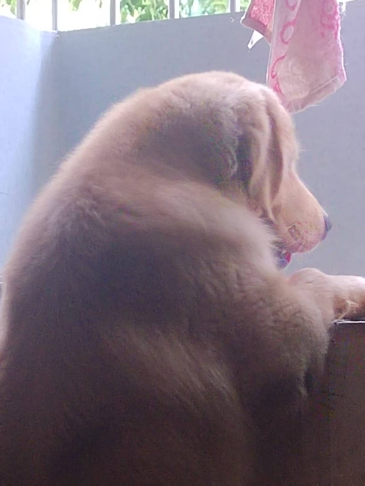 六岁泰迪，已做绝育，两个月前朋友来玩，抱它的时候尖叫了一声，第二天中午发现它有点不太正常，有点四肢无力的感觉，而且一碰它就尖叫，带去医院拍片子，做生化都没有问题，医生给开了中/药丸，因为疼痛，自己给它买了止疼的药，医生让回家吃药观察几天。 ---- 回家后吃了几天药不见好转，反而又发抖抽搐，还不吃不喝，我就自己上网查症状，感觉像网友说的神经炎，我就按神经炎给它买药，网友给我推荐了复元定片，我在网上...