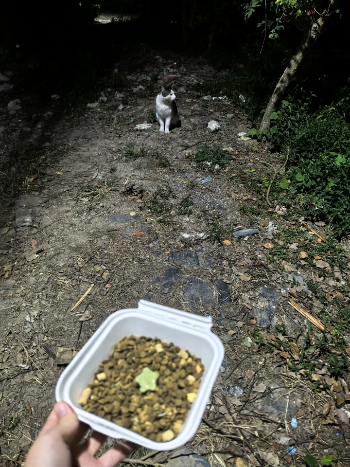 又在为小流浪。