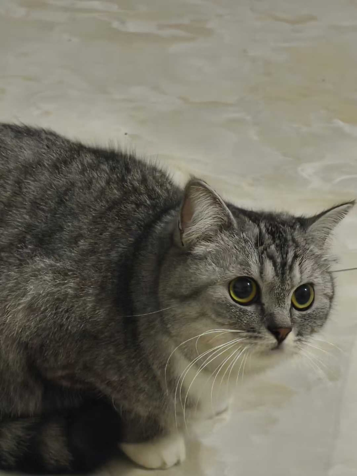 深深共情了！狗狗神经炎看病，坐副驾被拍，昨天刷红薯看到一个姐妹带着二哈坐副驾驶被拍，我就想起来自己之前被拍的故事。。  同样是在副驾驶，当时太急着去看病，因为狗狗在家抽搐的不停，一着急也忘了狗狗不能坐副驾的规定了，就上路了。。  结果就是被社会狠狠地教育了一下，那还是我第一次违章。。罚了我100块钱。不过跟狗狗治病比也不算什么了！！  医生一针下去，在那缓了一个小时，抽搐就好多了，我们这是老毛病了...