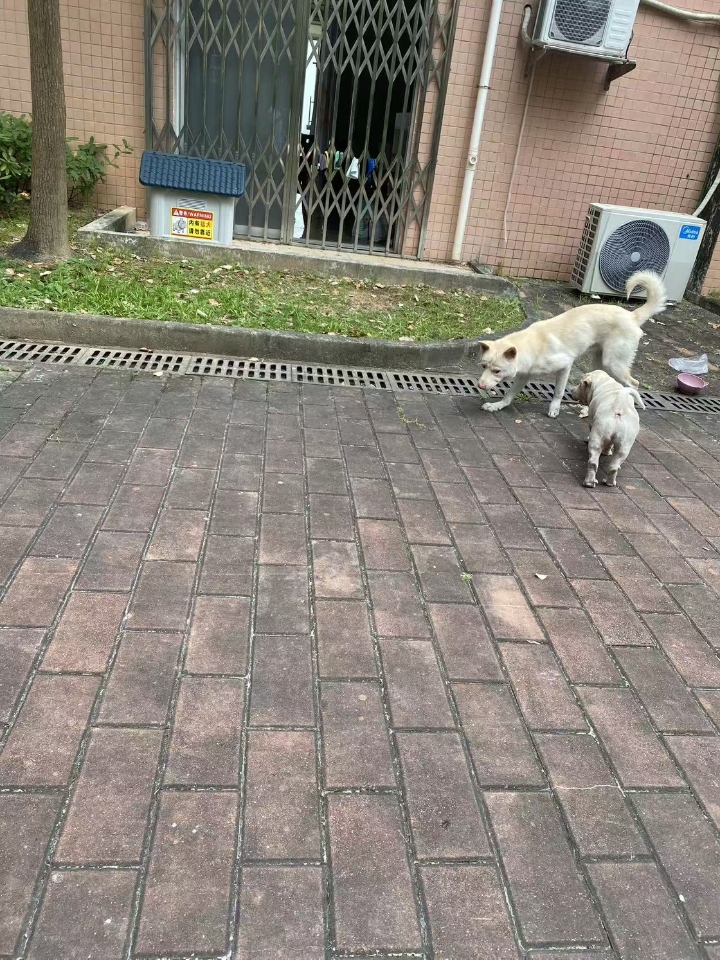 📍神经炎是什么？ 神经炎是犬猫运动神经系统机能障碍，引发了运动神经炎症，也称为神经根炎 📍狗狗神经炎的8种常见症状： 1⃣胆小喜暗 2⃣呼吸急促 3⃣背腰拱起 4⃣四肢无力  📍神经炎是怎么引起的？ 引发狗狗神经炎的因素有很多，比如病毒、细菌、寄生虫、维生素B族的缺乏等 📍狗狗神经炎的4种常见用💊 ☑甲钴胺片（一次一片，一天两次）：营养神经，缓解周围神经痛 ☑复元定片（一次2片，一天两次）：修复神...