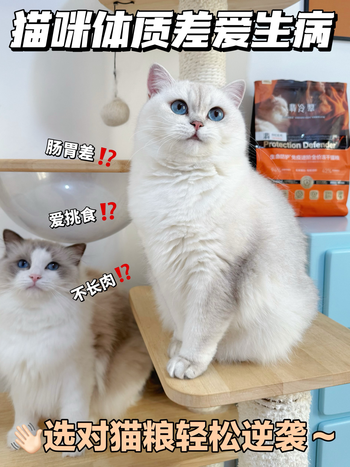 猫咪体质差爱生病！选对猫粮很关键～