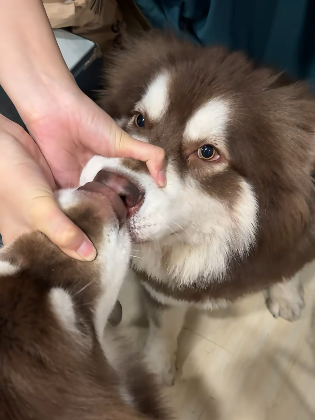 家里每天可太热闹了！