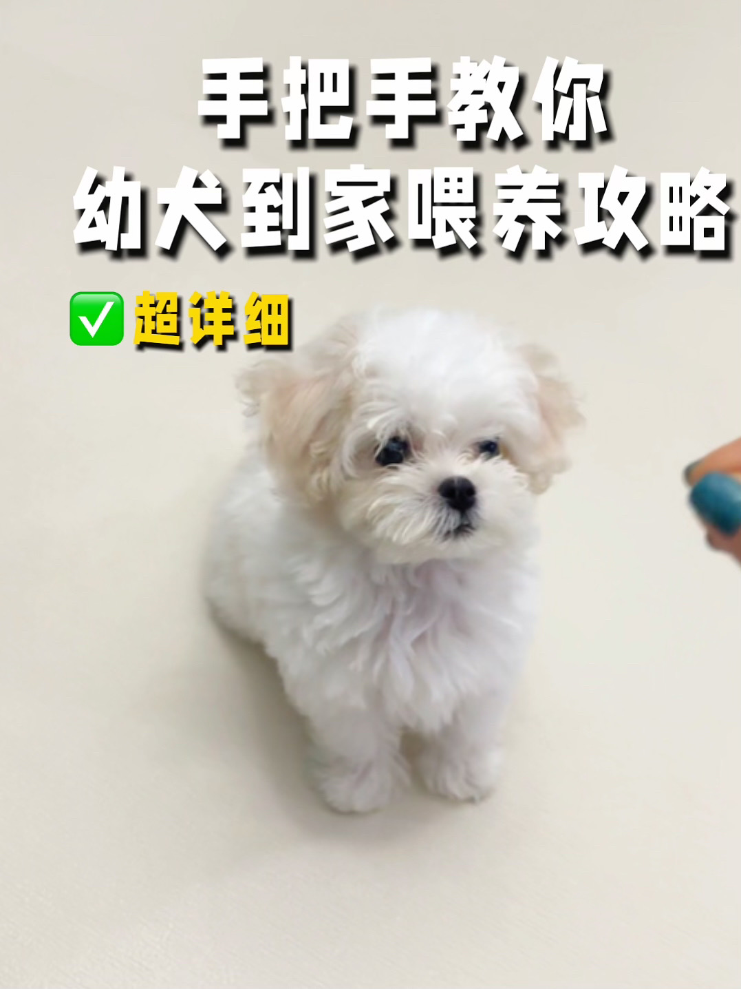 幼犬到家|超详细喂养攻略来啦❗️