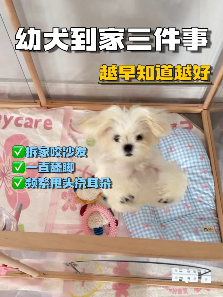 新手养狗必看❗️幼犬常见问题合集❗️