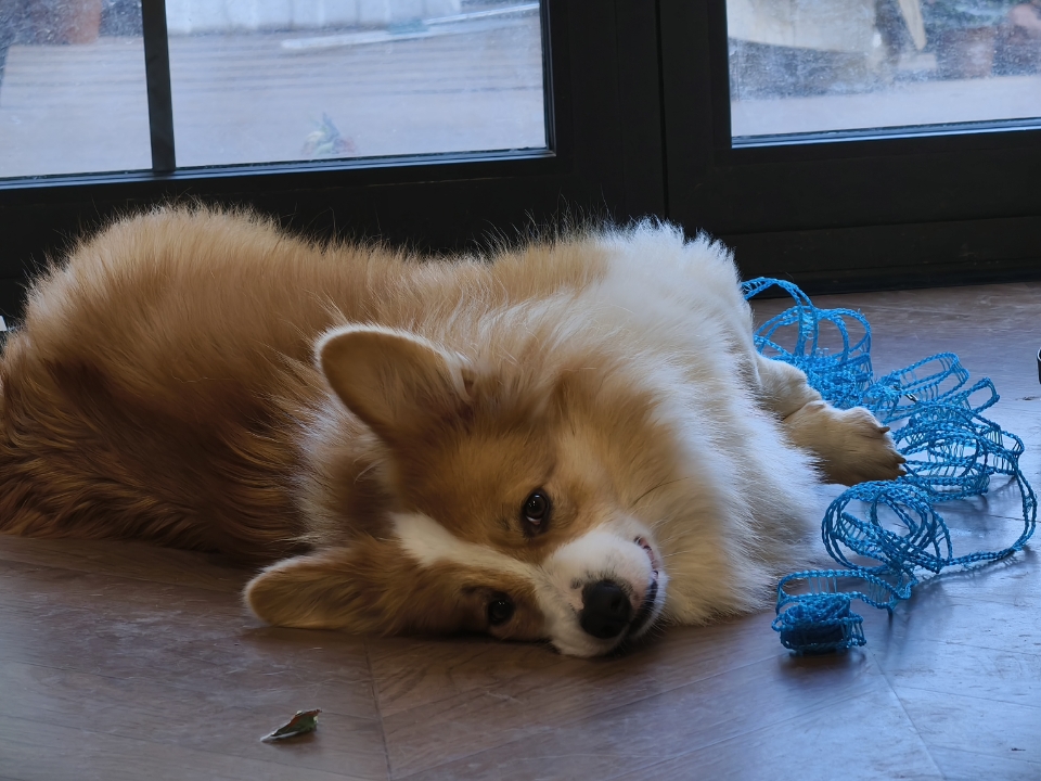 谁懂这种可爱😊