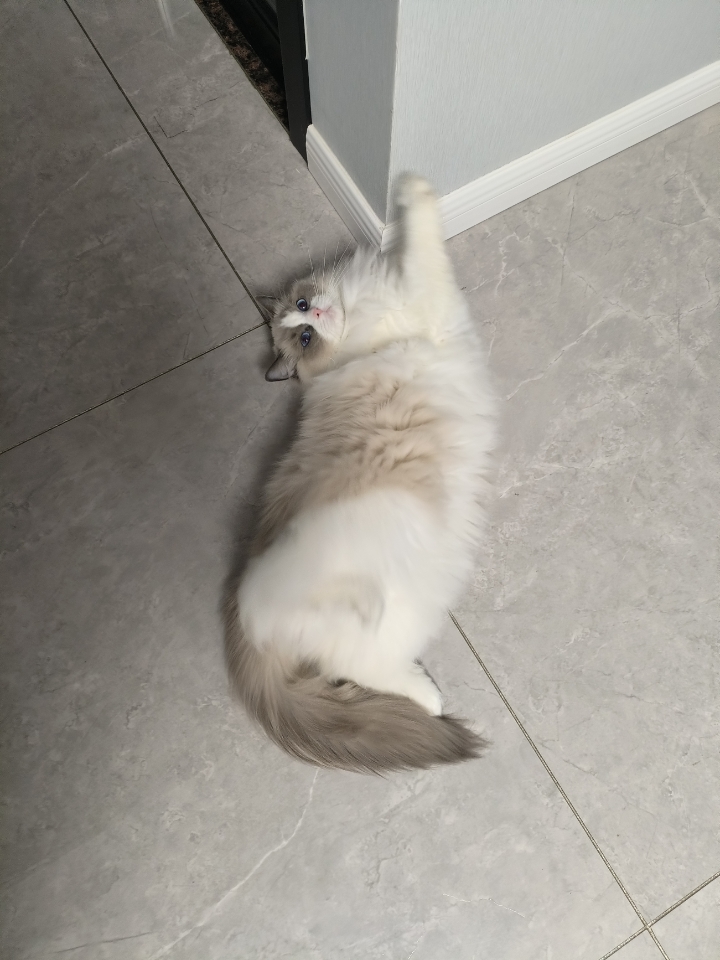 谁可以拒绝一个爱翻肚皮、爱求摸摸的小猫咪呀！一下班回来看到灰灰这么粘人，心都要化了～