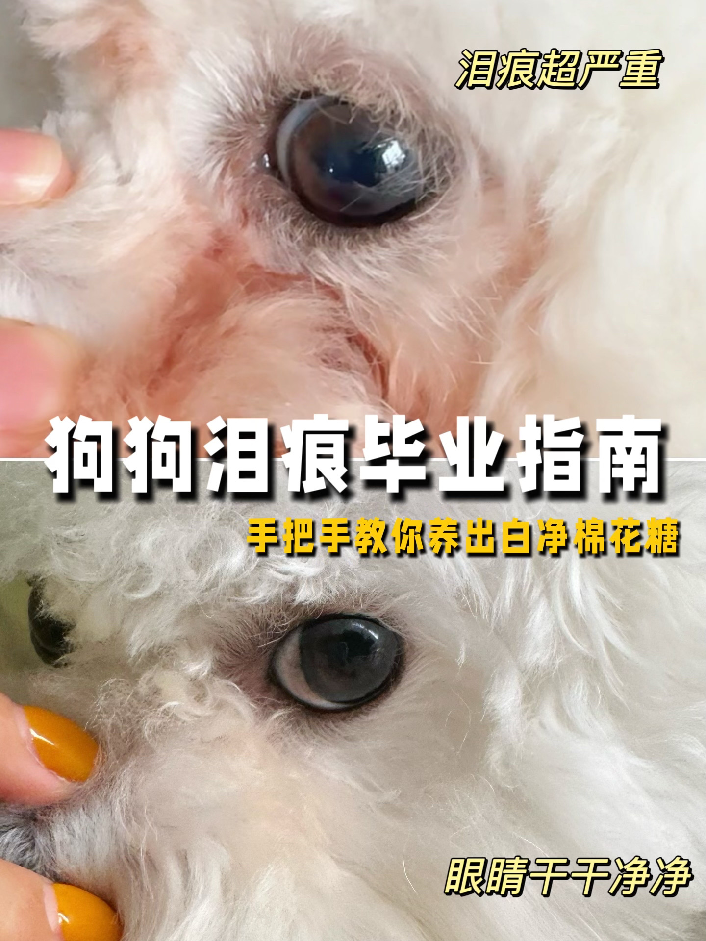 看完这篇直接抄作业！从根源解决泪痕难题，饮