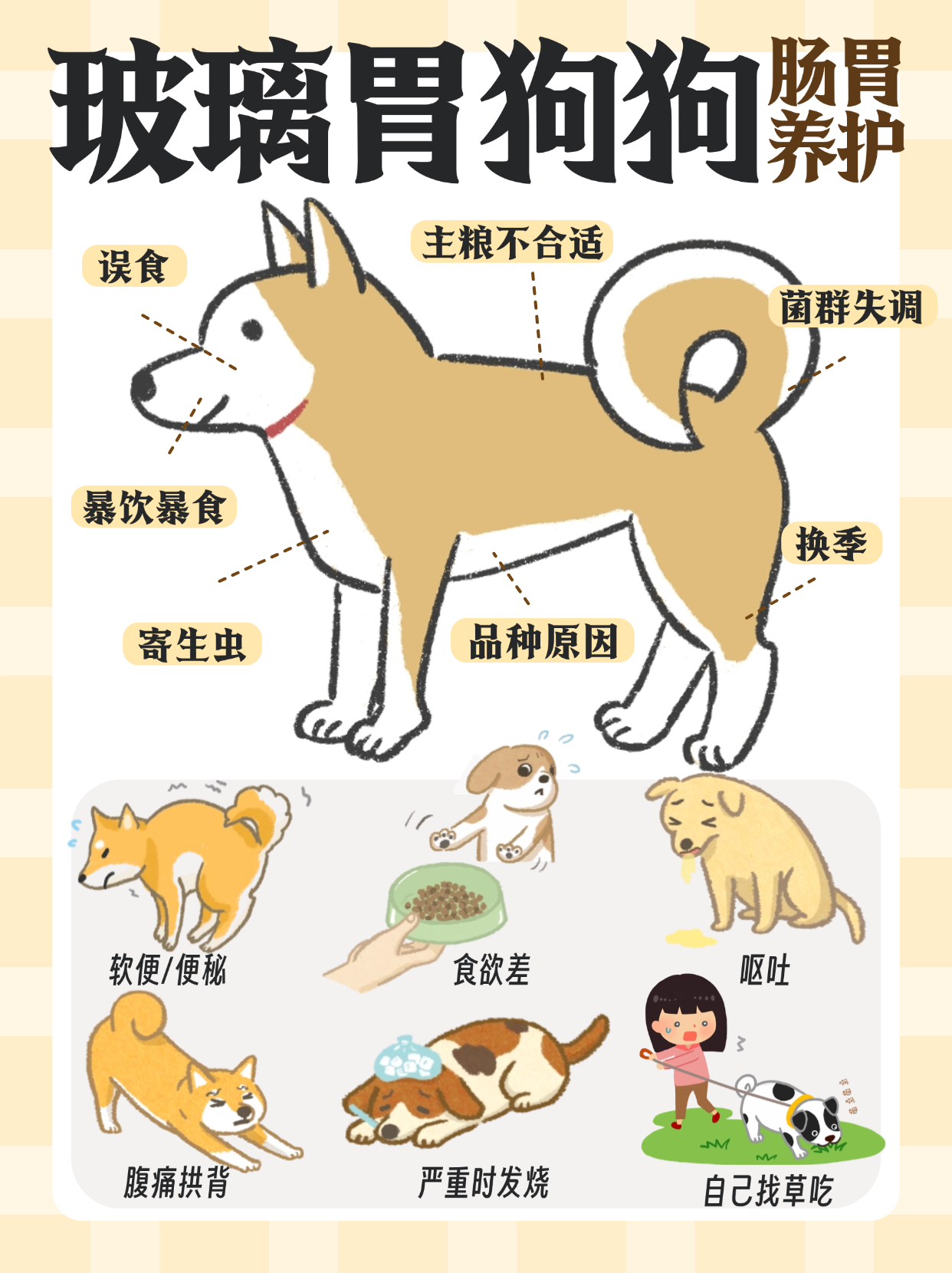 超详细狗狗肠胃养护🥹这次换季不怕了‼️