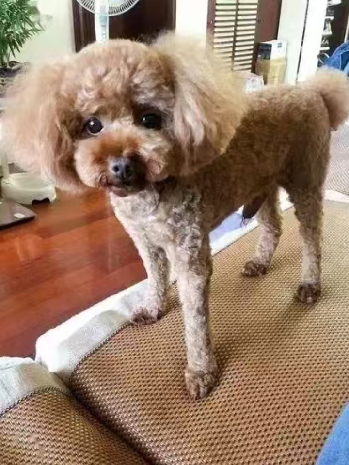 今天带狗狗去复查，它的血💊浓度和肝功能都没有问题，悬着的心再次放下来了。 自从它今年8月的某天吃完饭突然躺地上疯狂抽搐，然后频繁癫痫发作，甚至直接吃上了抗癫的癫安舒，我就开始有意识的了解狗狗癫痫的各种东西。 到现在狗狗的癫痫差不多稳定了，40天左右发作一次，我也终于有心思跟大家分享一下狗狗癫痫的一些东西 .. 📌狗狗癫痫典型症状 失去意识，浑身僵硬剧烈抽搐，四肢划动，咀嚼，流口水，失禁。 PS：狗...