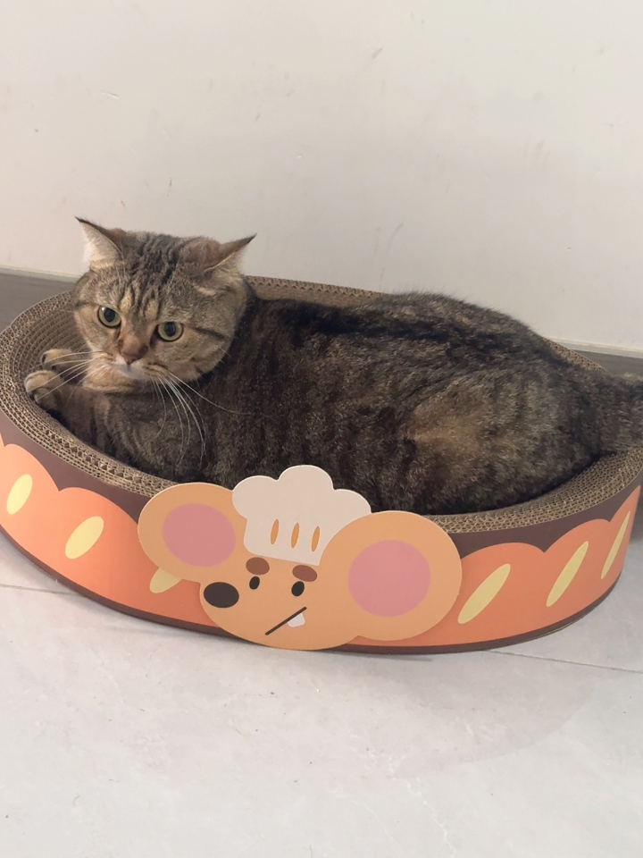 超好看的猫抓板～小猫咪的心头爱