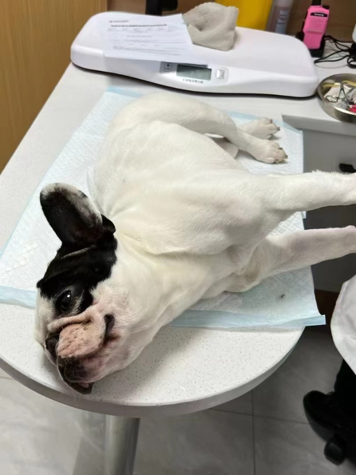 养我们家狗狠狠的给我上了一课！！ 上月初的时候，我家狗子突然开始不爱运动，也不咋爱吃饭了，之前都是满屋子撒欢那种 一到饭点都慌的不行。现在整个狗都蔫蔫的。 以为是天气热，就喂了它一些水，吃了消食片 但是过了三四天，情况更严重了，开始惨叫，四肢无力，站不起来了 带它去医.院，检查后说是得了神经炎？？？ 我家狗狗正值壮年，身体一直挺健康，怎么会得神经炎呢？ 宠物医说狗狗可能是缺乏维生素b，吃的食物单一...