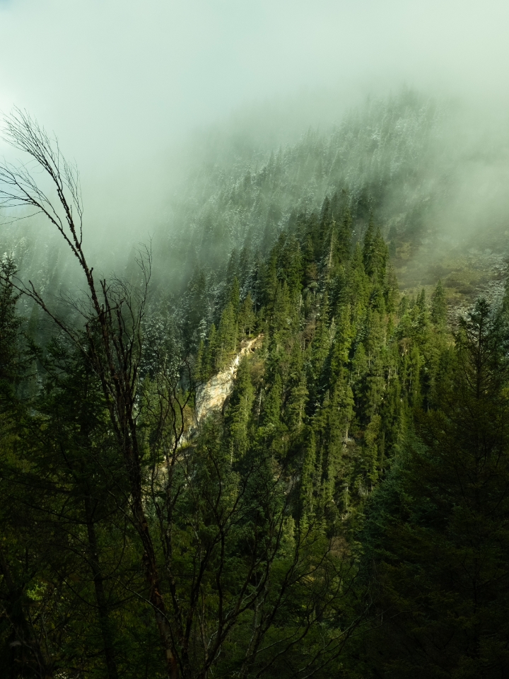 森林︱雾气缭绕🌲