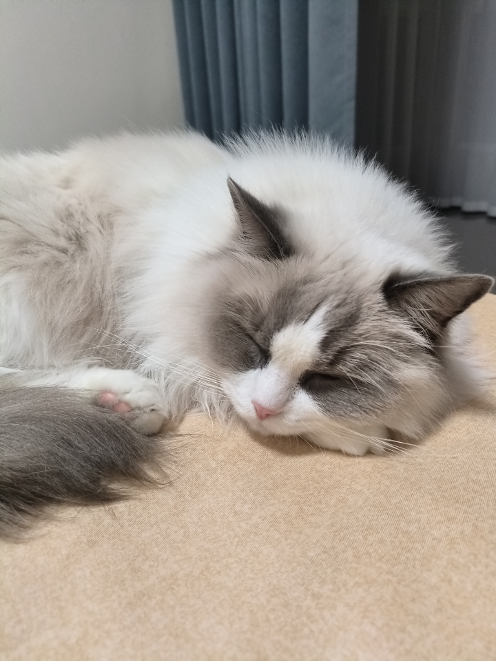 我在网上看，人家说，小猫睡觉睡到床尾是觉得主人太弱了需要保护～这是真的嘛？灰灰每次都睡在床尾欸！