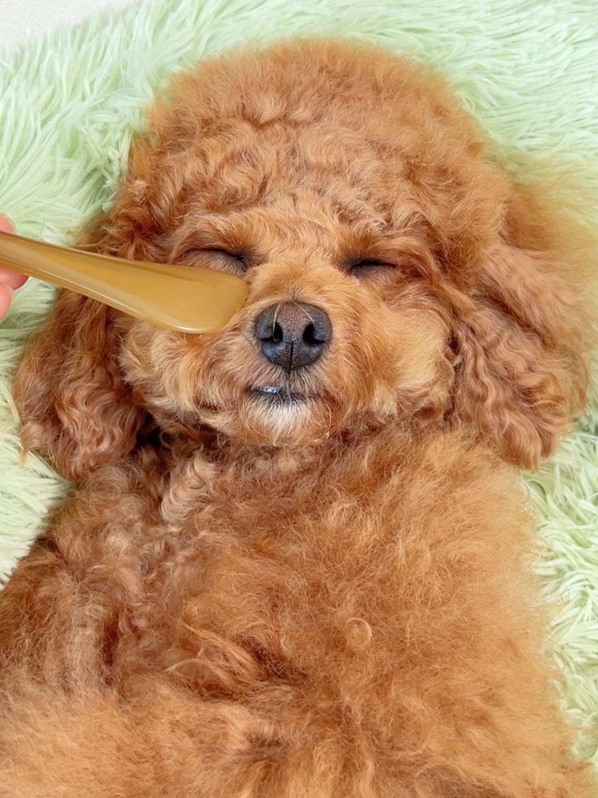 让我养到天使小狗啦！😍