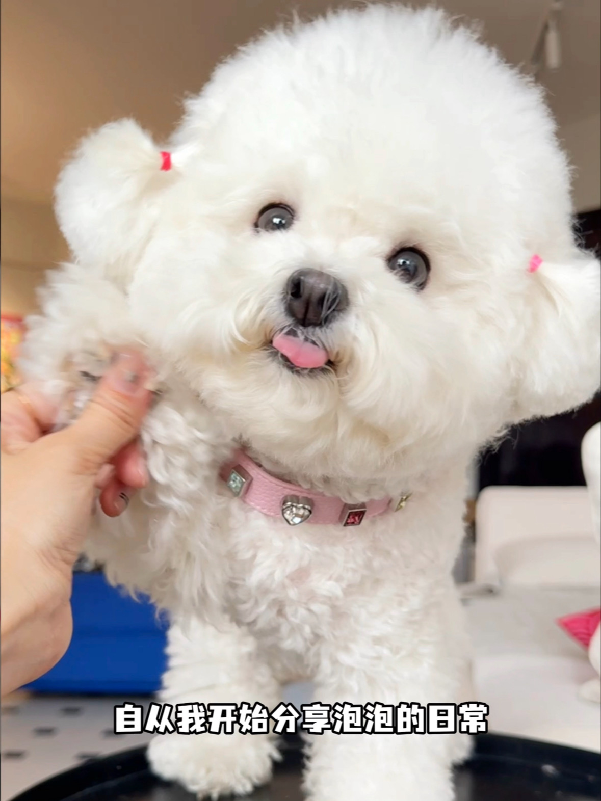 一条视频带你了解比熊