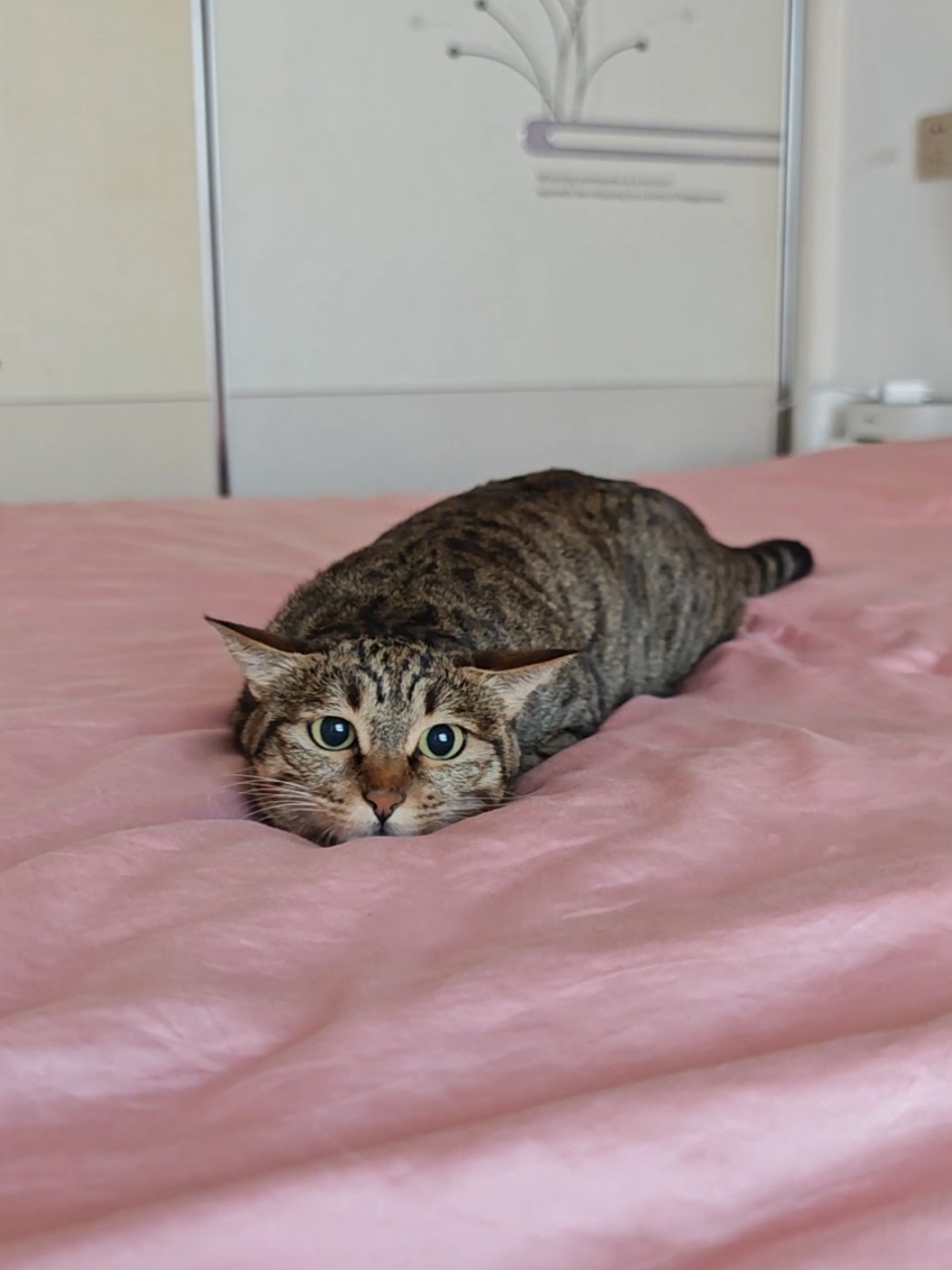 以防你没看过小猫屁屁舞