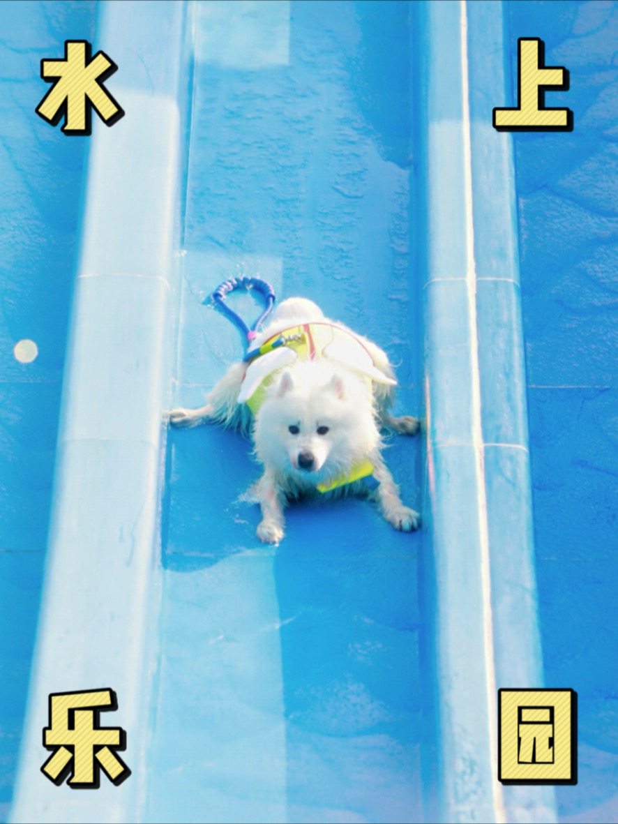 和两百只小狗包场水上乐园！