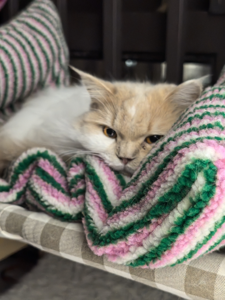 皮皮日记 | 今天刮大风啦