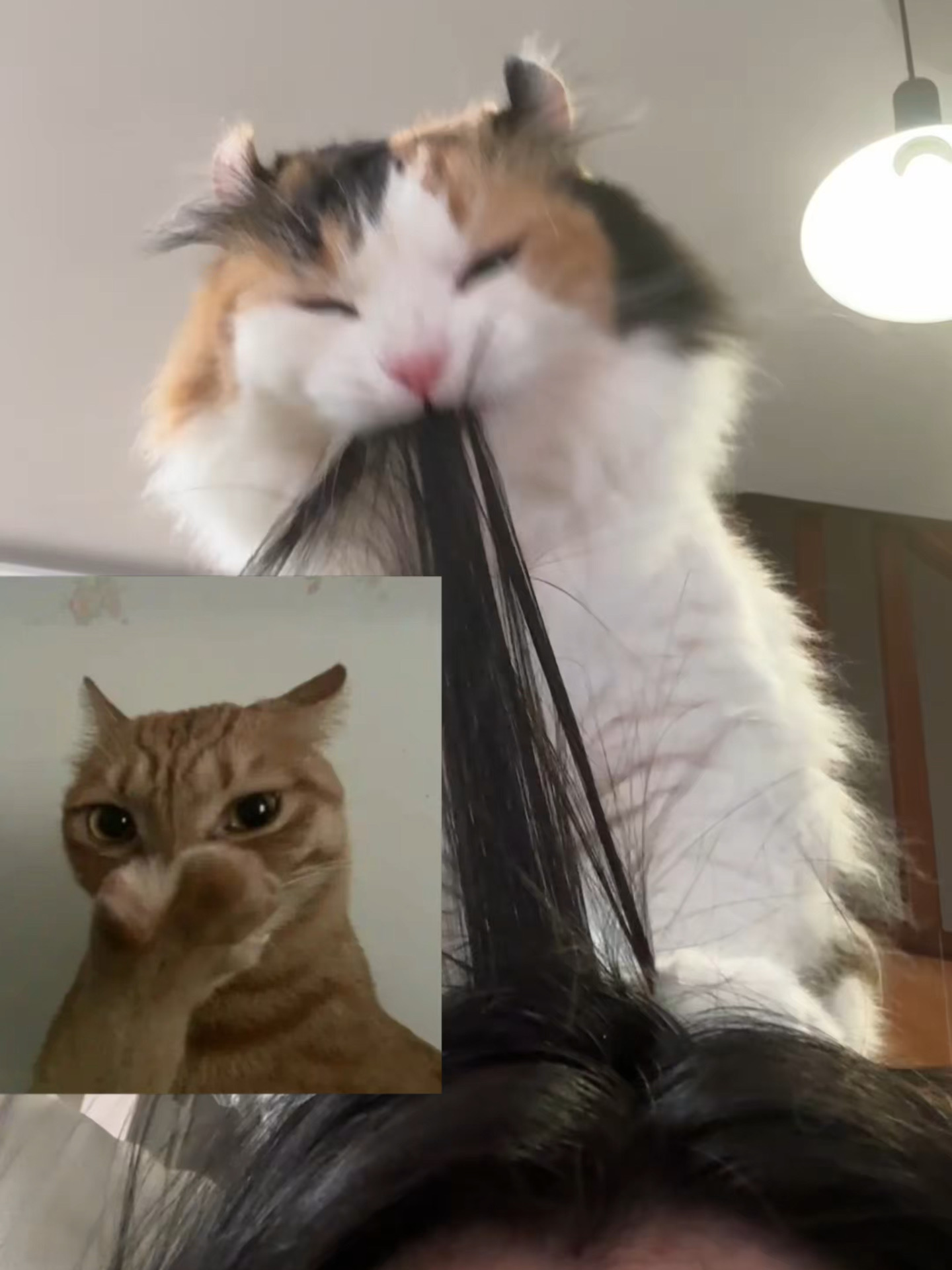 咪的天，这头发得多臭