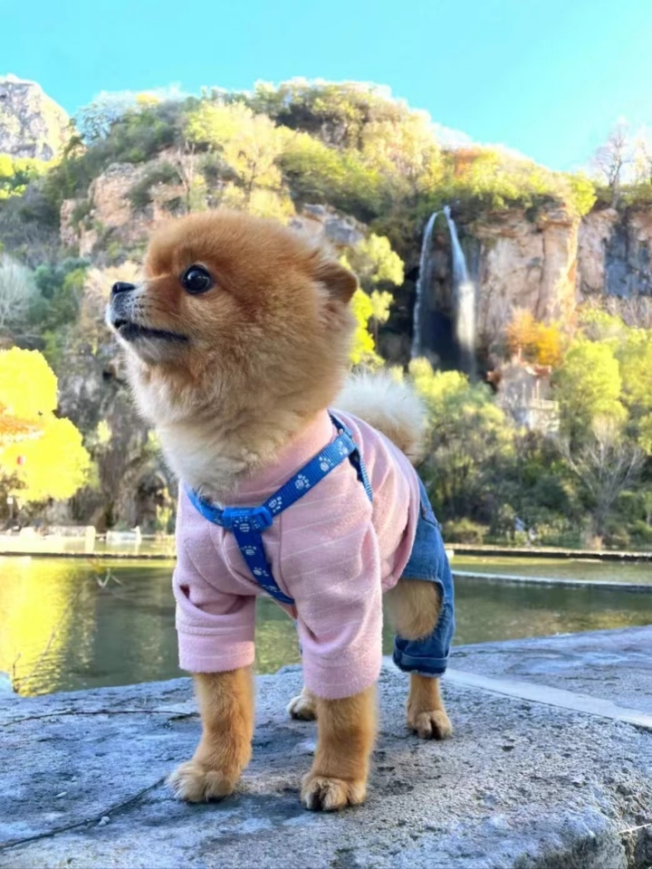 两个月前狗狗突然出现后腿走路乏力的情况 带去医院照片，发现有点腰椎间盘突出但不是很严重 期间打了针吃了药，没有什么大改善 - 前几天晚上他可能自己去上厕所的时候摔跤了 后腿没力站不起来，就这么趴在冰冰凉的地板上一晚 唉第二天起床看见好心疼，懊悔自己怎么没有起夜的习惯！！ 把他从地上扶起来后四个脚都变得没力气，站不稳也走不了路，真的急得眼泪都出来了 那时候很早宠物医院也未开门，我就很着急地各种查资料...