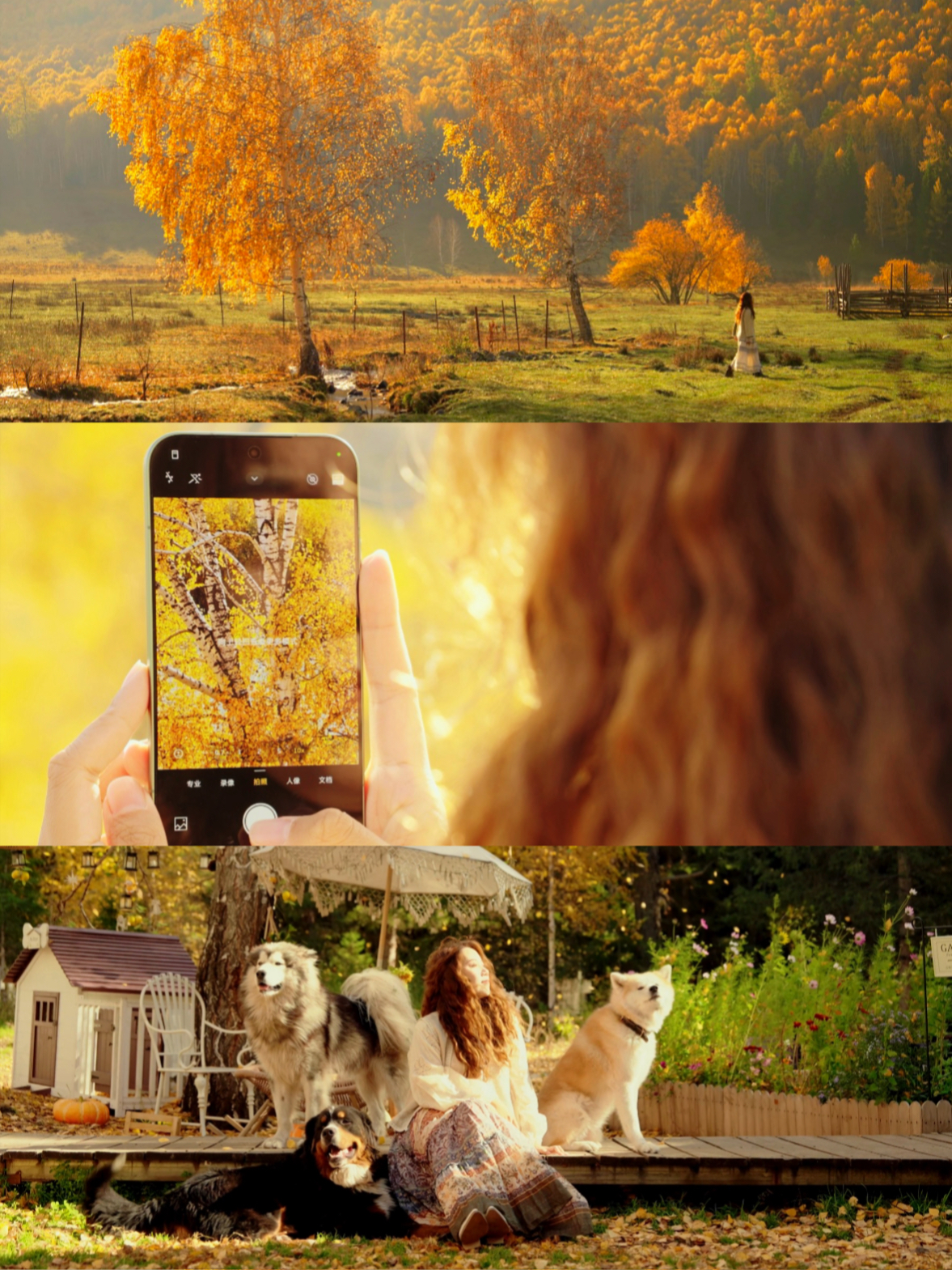 在阿勒泰第一次看到这么具体的秋天🍂