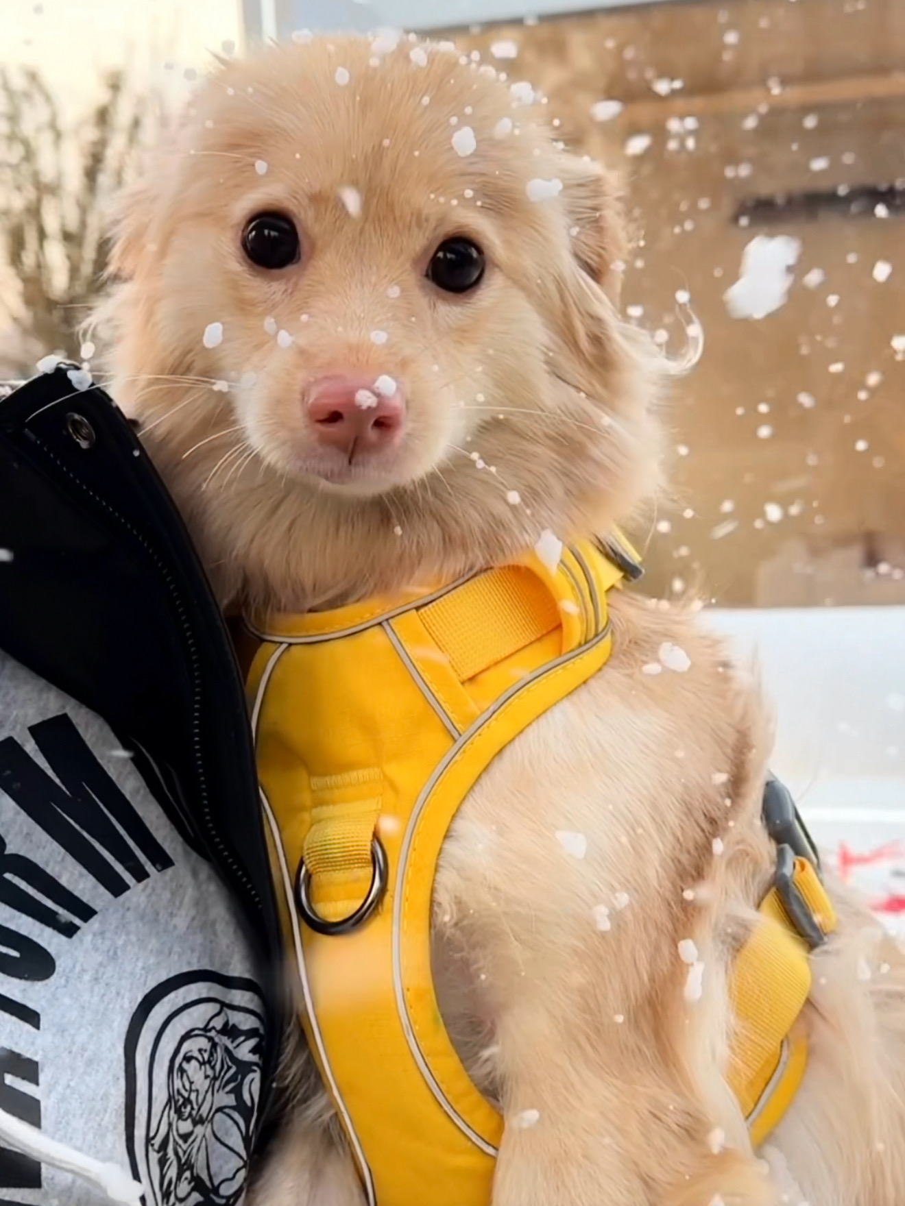 实名举报表里不一的小狗！