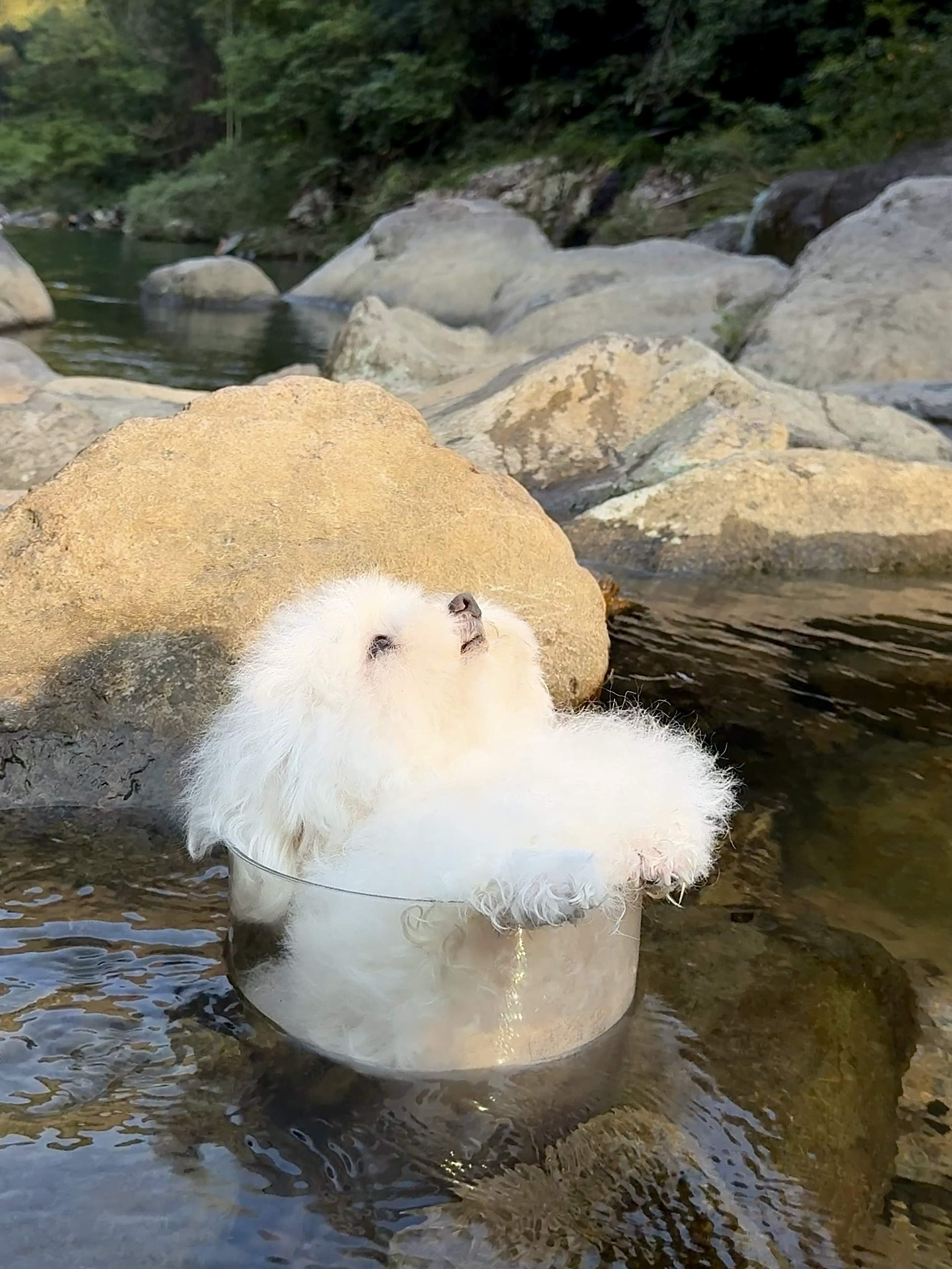 小狗的魅力来自高冷-来自小米17 Pro