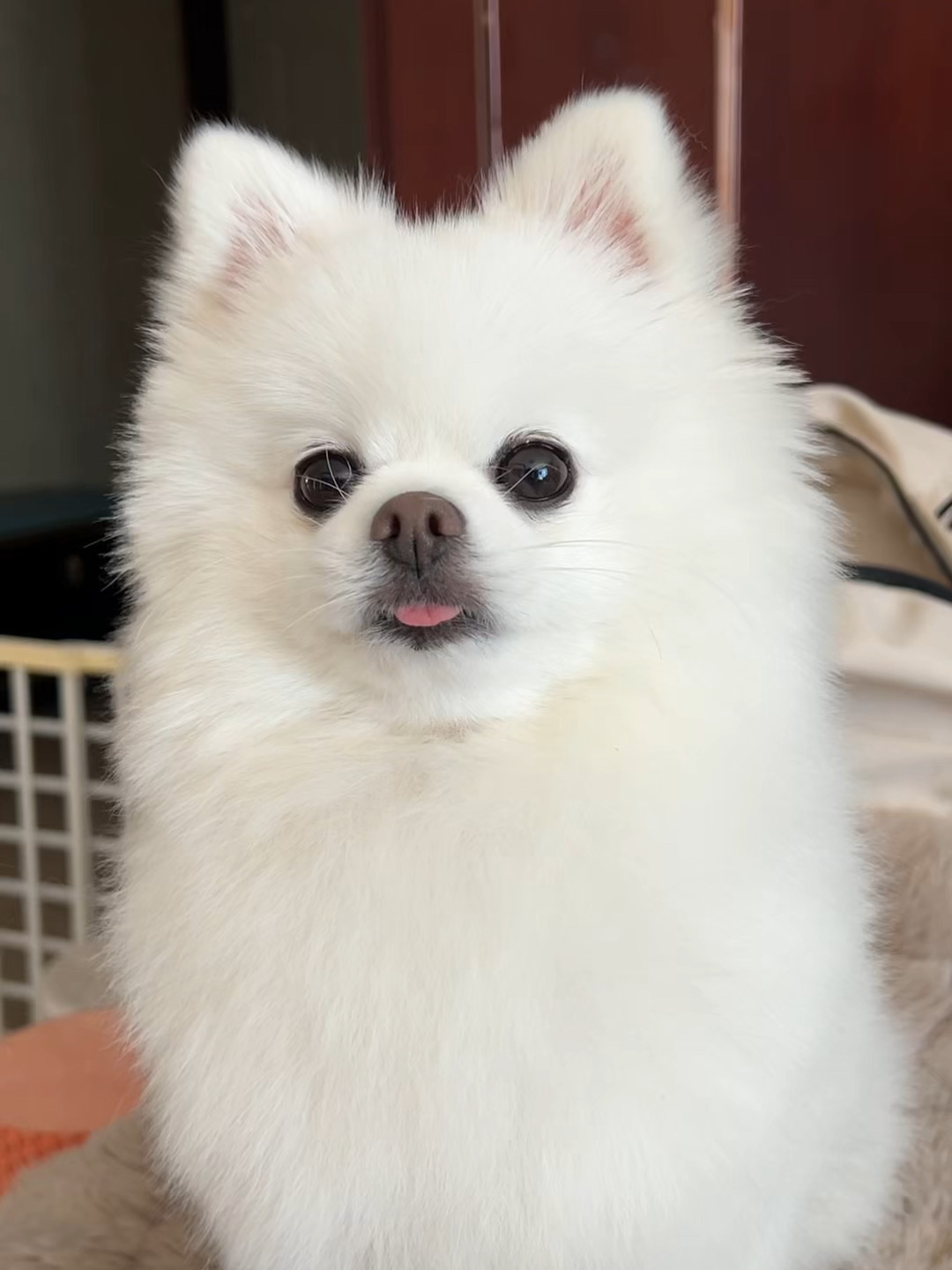 沉浸式护理小狗勾~🐶