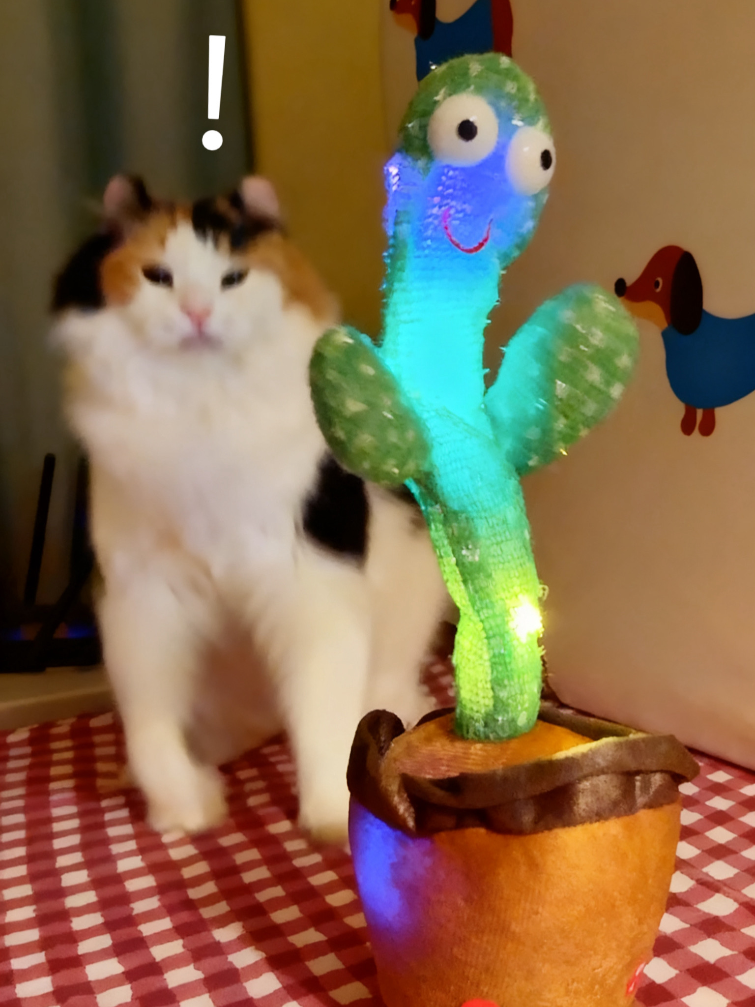 果然猫乖，主人就不正常