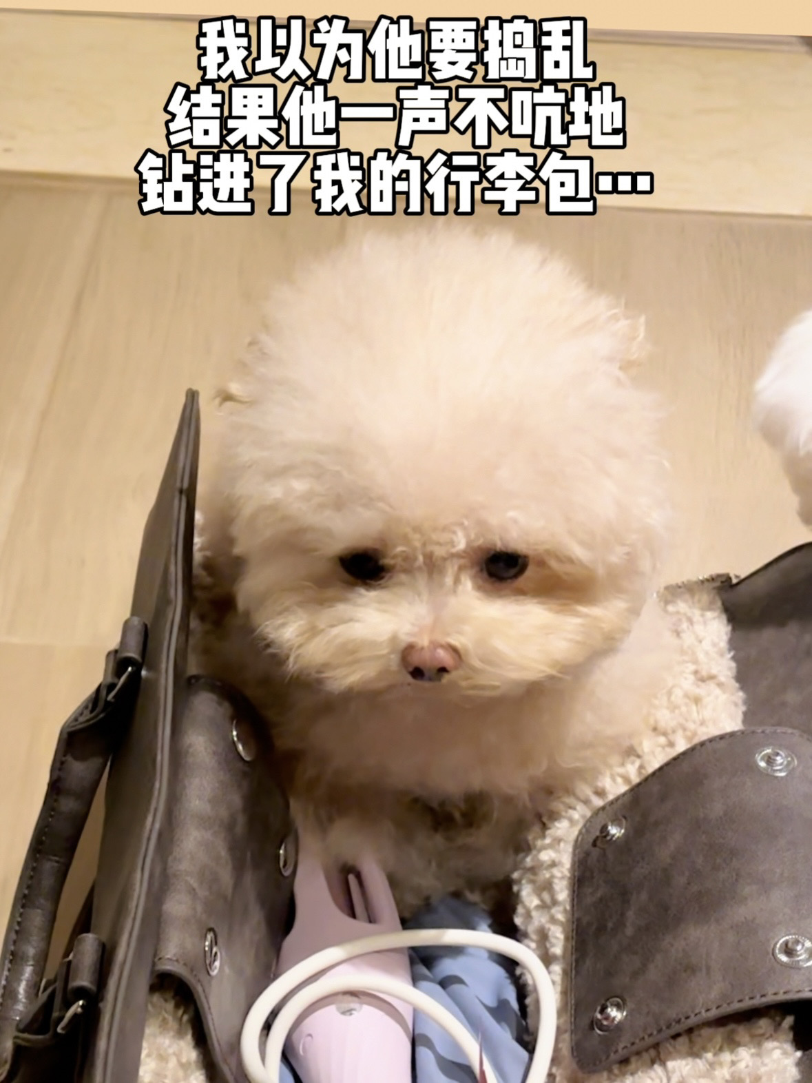 当我在为出差整理行李，小狗默默坐进了包