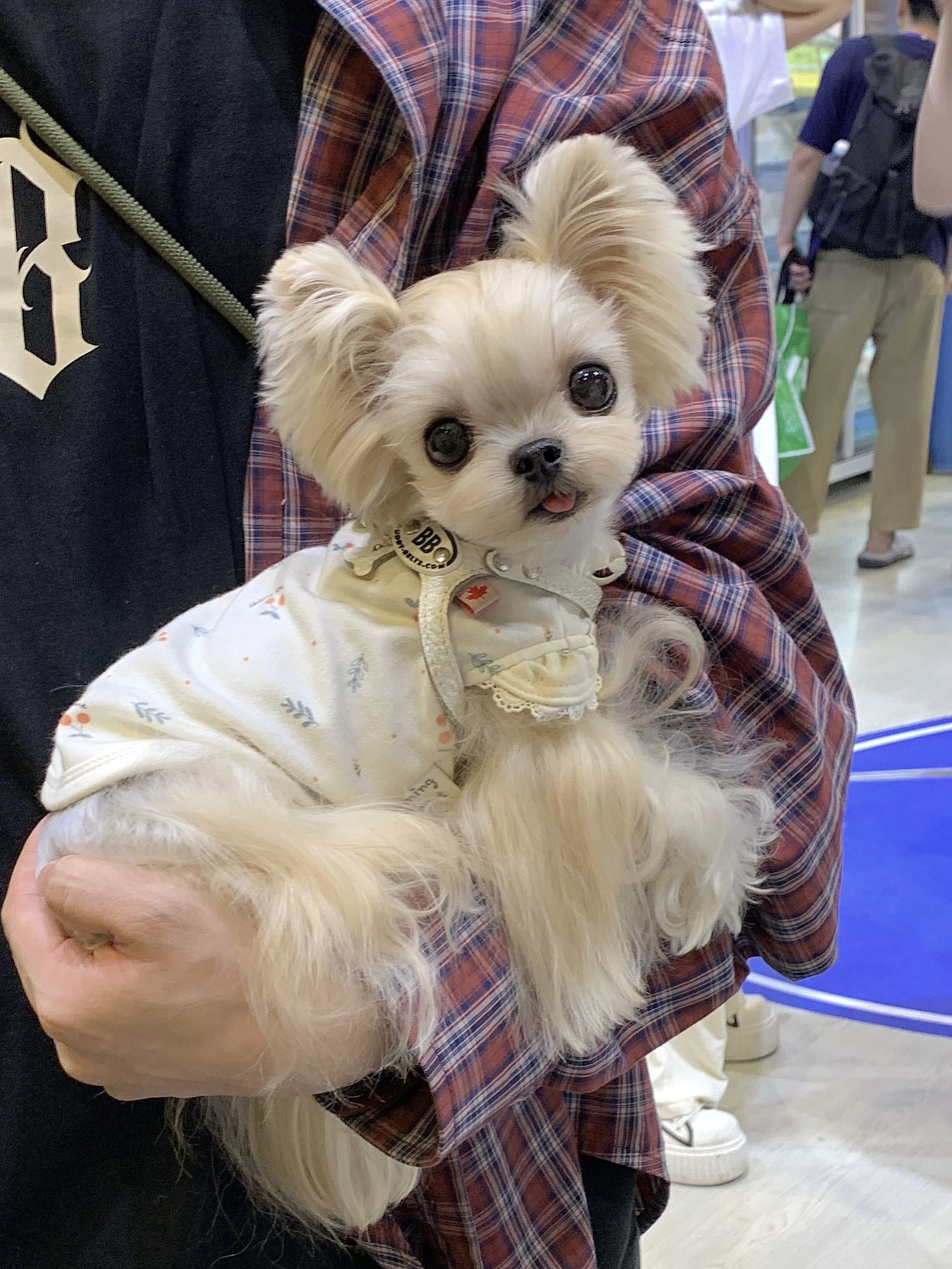 到底谁能拒绝 抱着小狗逛展！