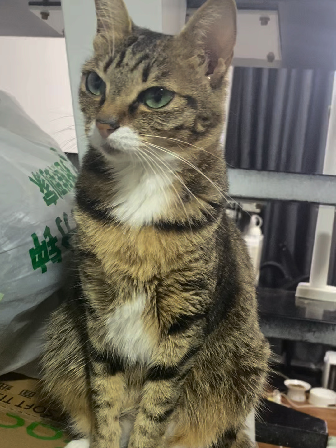 人、咪是一只对生活很讲究的精致小猫！