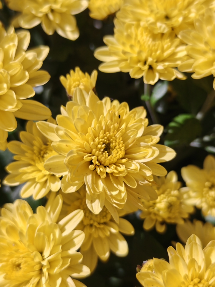 摄影｜金菊绽放的美丽