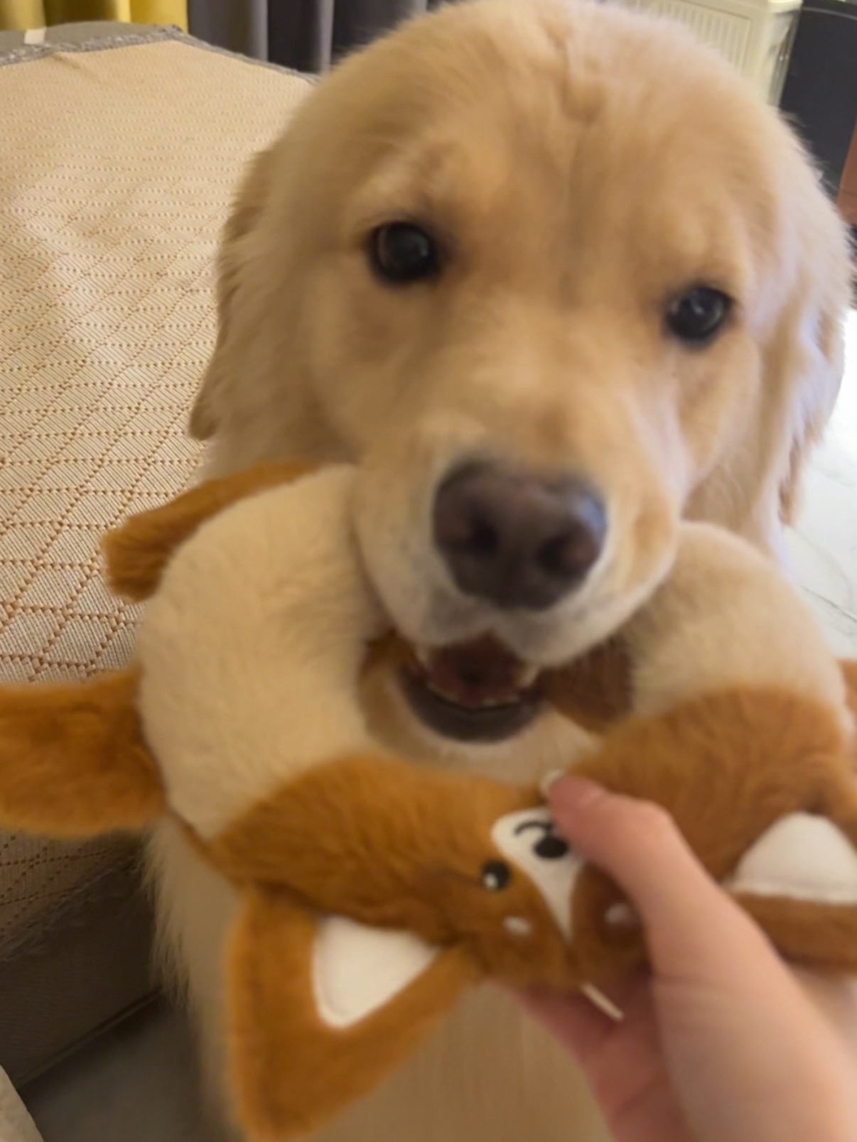 小狗不会说话 但小狗爱你