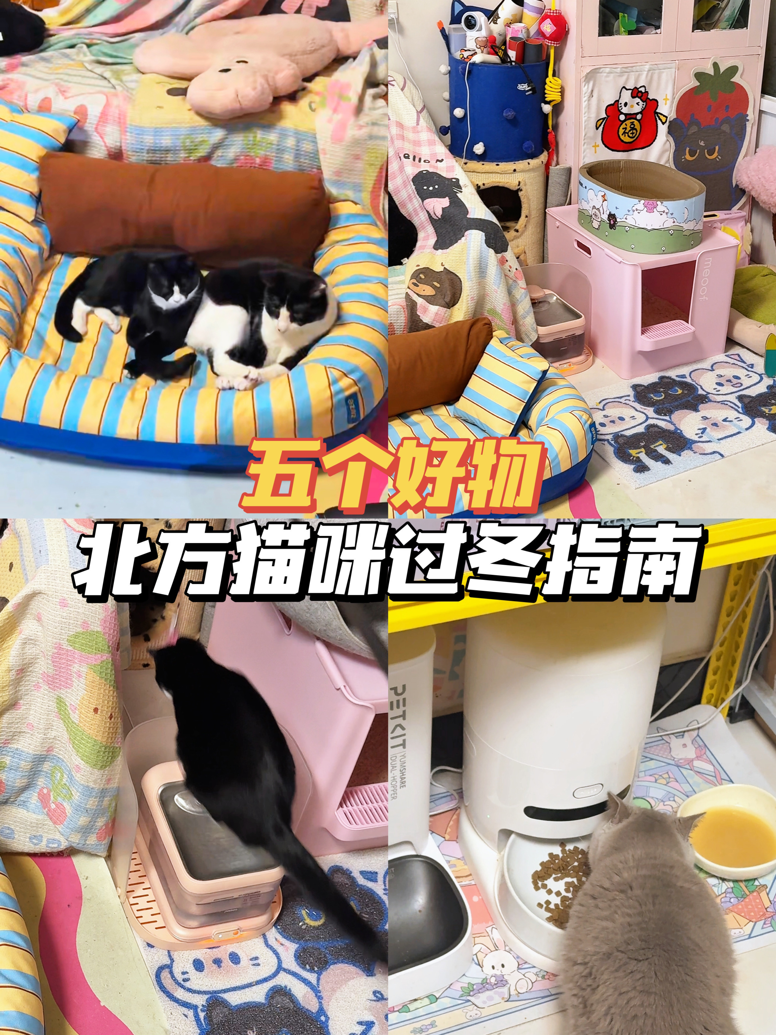 5个养猫家庭降温必备的小东西