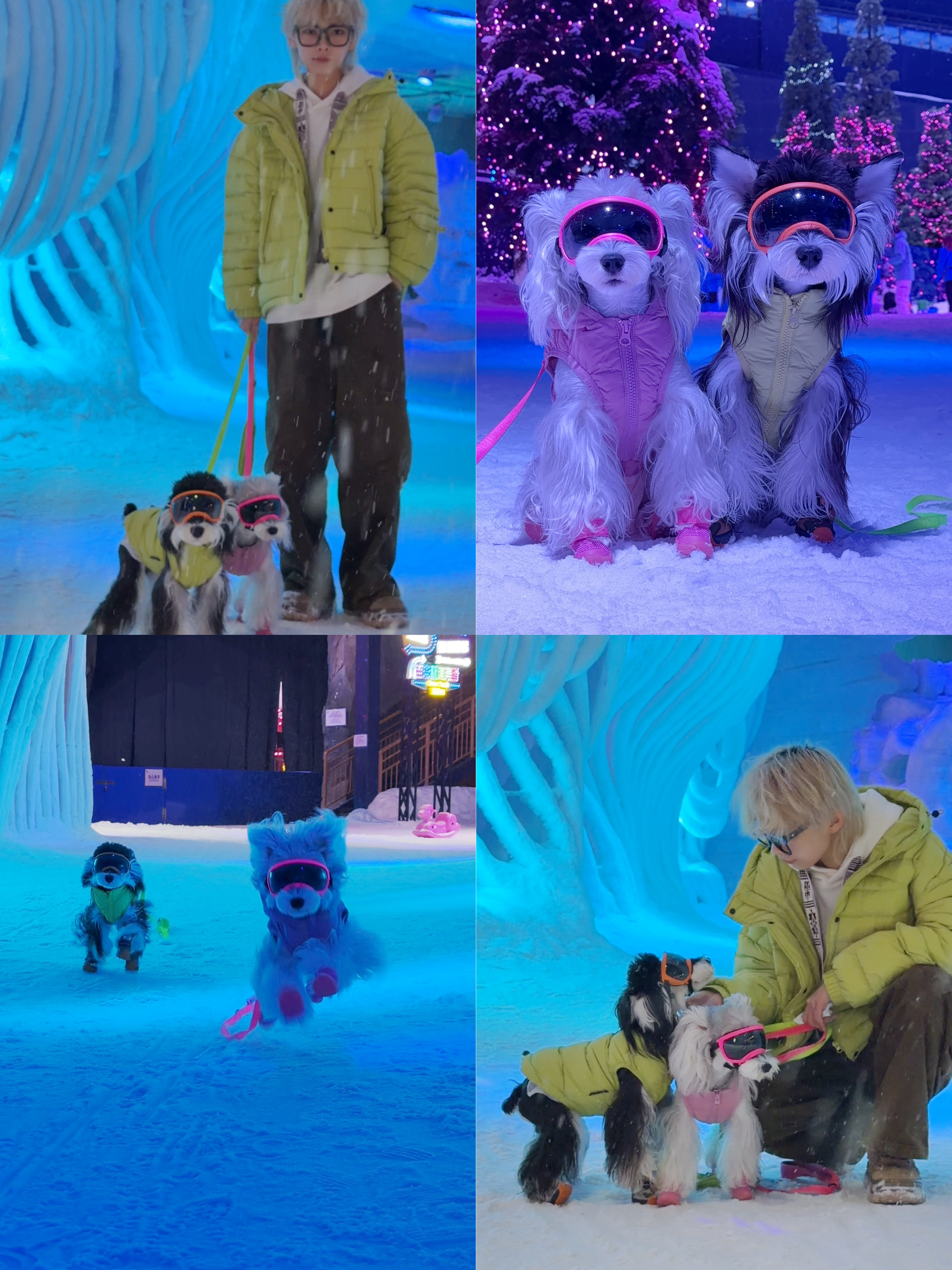 和小狗来一场冰雪奇缘❄️