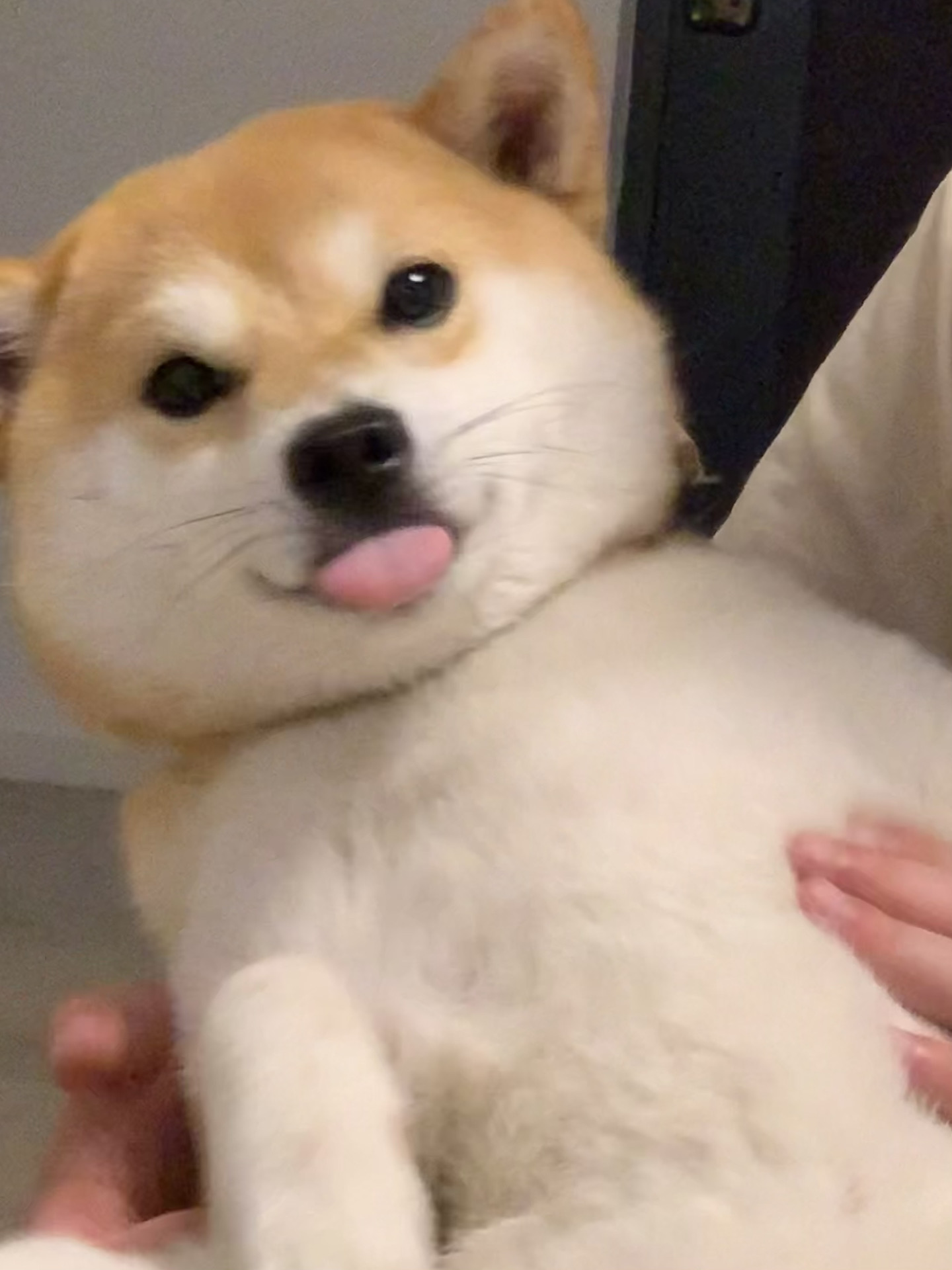 小狗被重视的感觉真是太美好了 🥹