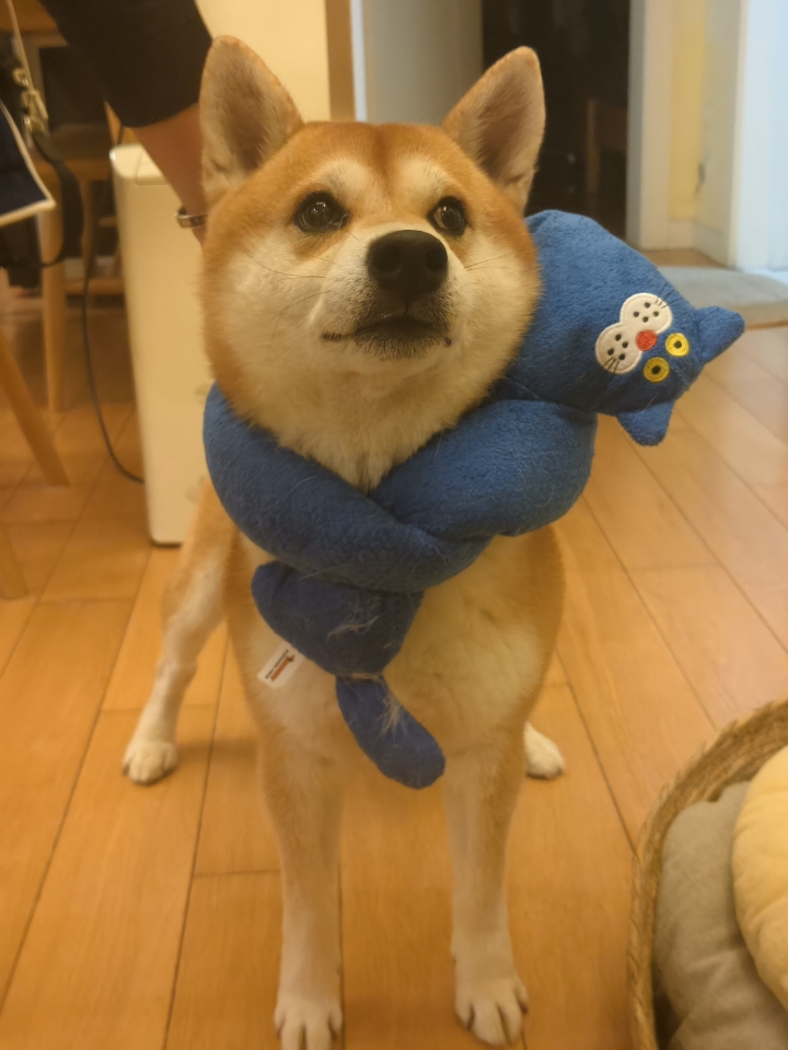 天冷了小狗也要围围巾😚