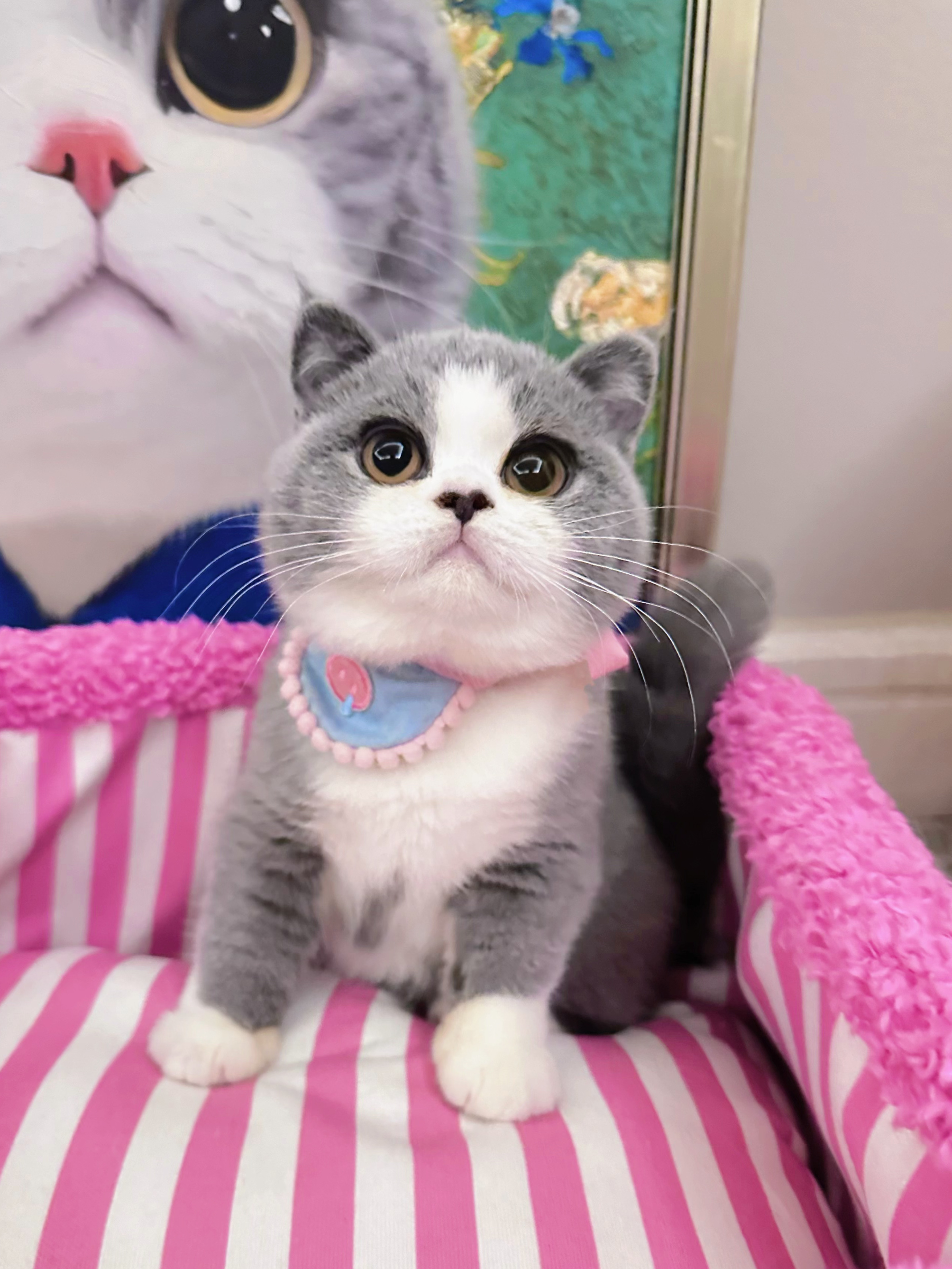 再冷漠的人回家看到咪 也会笑出声！