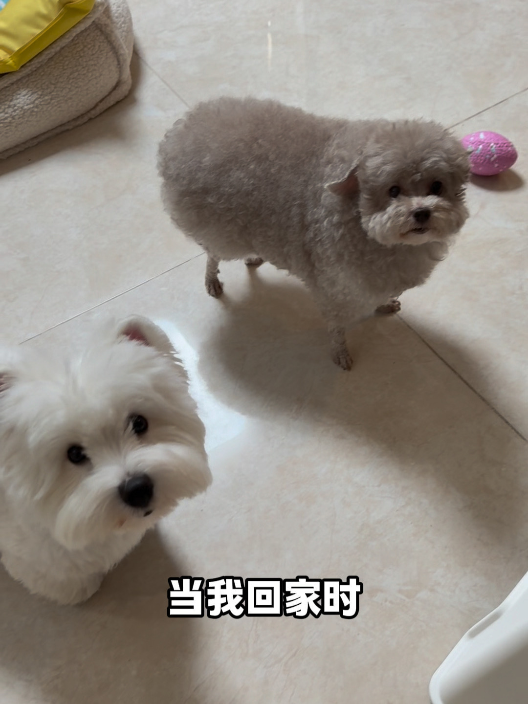 浓狗和淡狗的区别